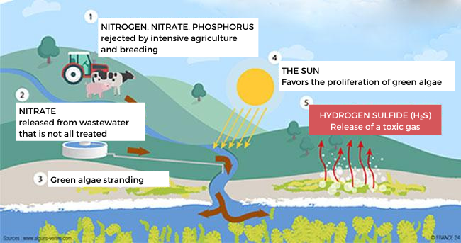 How green algae spread
