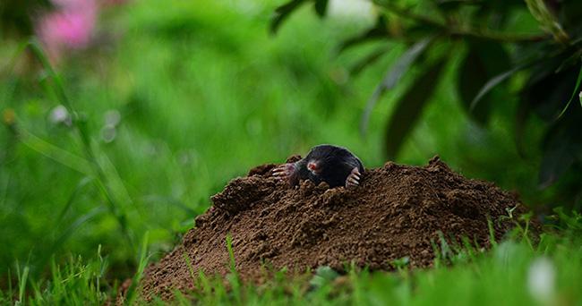 1 - Un produit rodenticide kesako ?