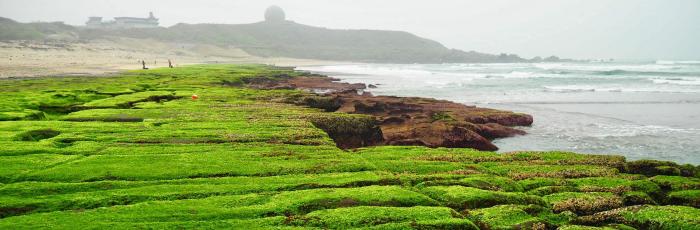 Dangers of green algae: H₂S