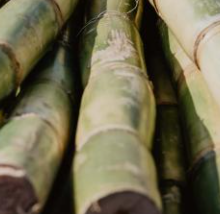 Produire de l'énergie avec la biomasse et la canne à sucre